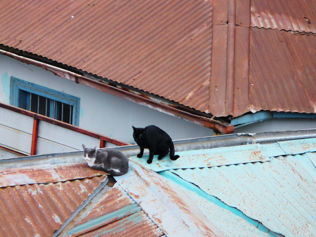 Two Valparaíso cats on a stairway