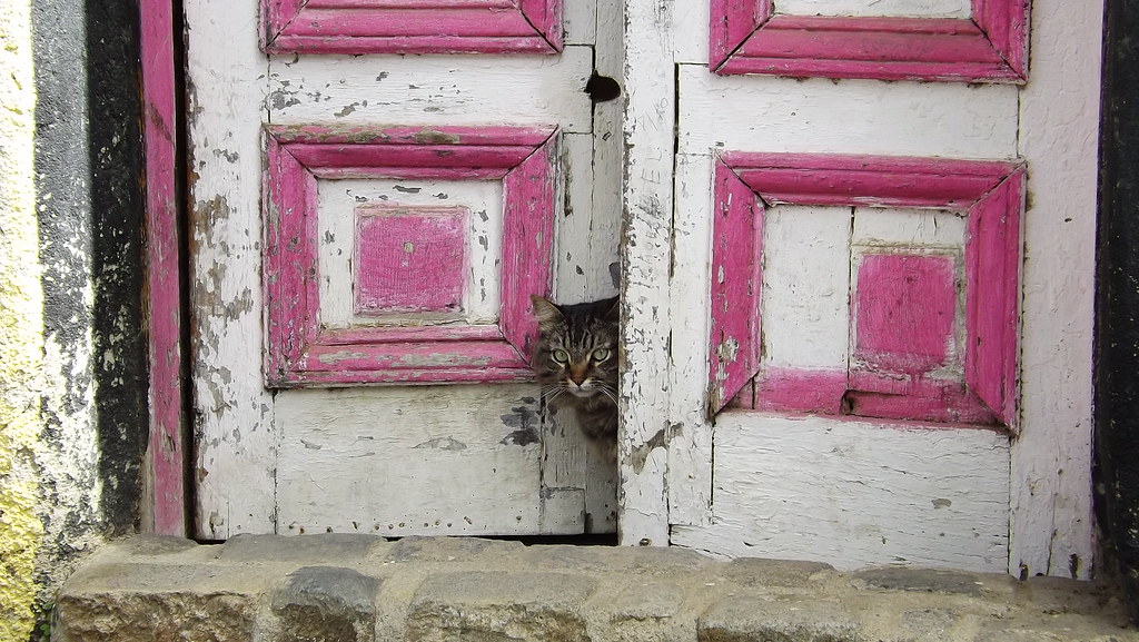 A Valparaíso cat, a gato porteño