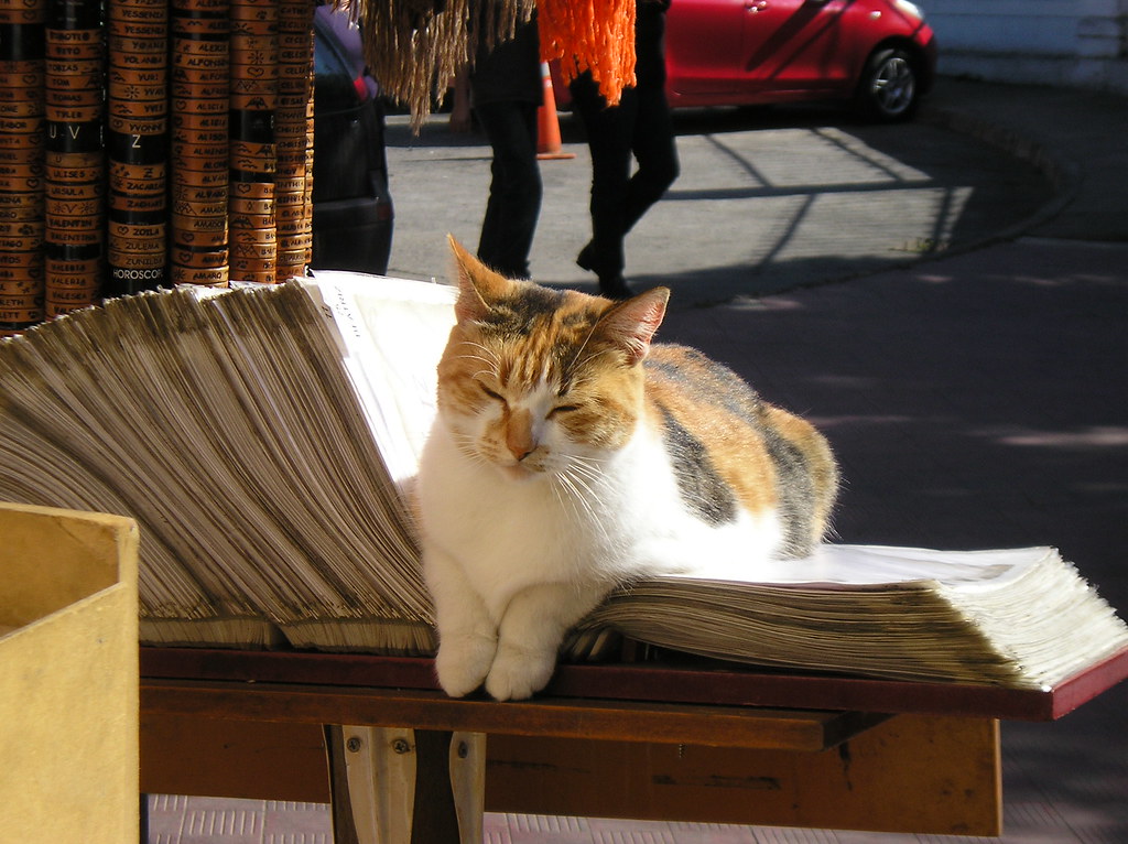 A calico cat asleep on a stack of newspapers at a kiosk in Valparaíso