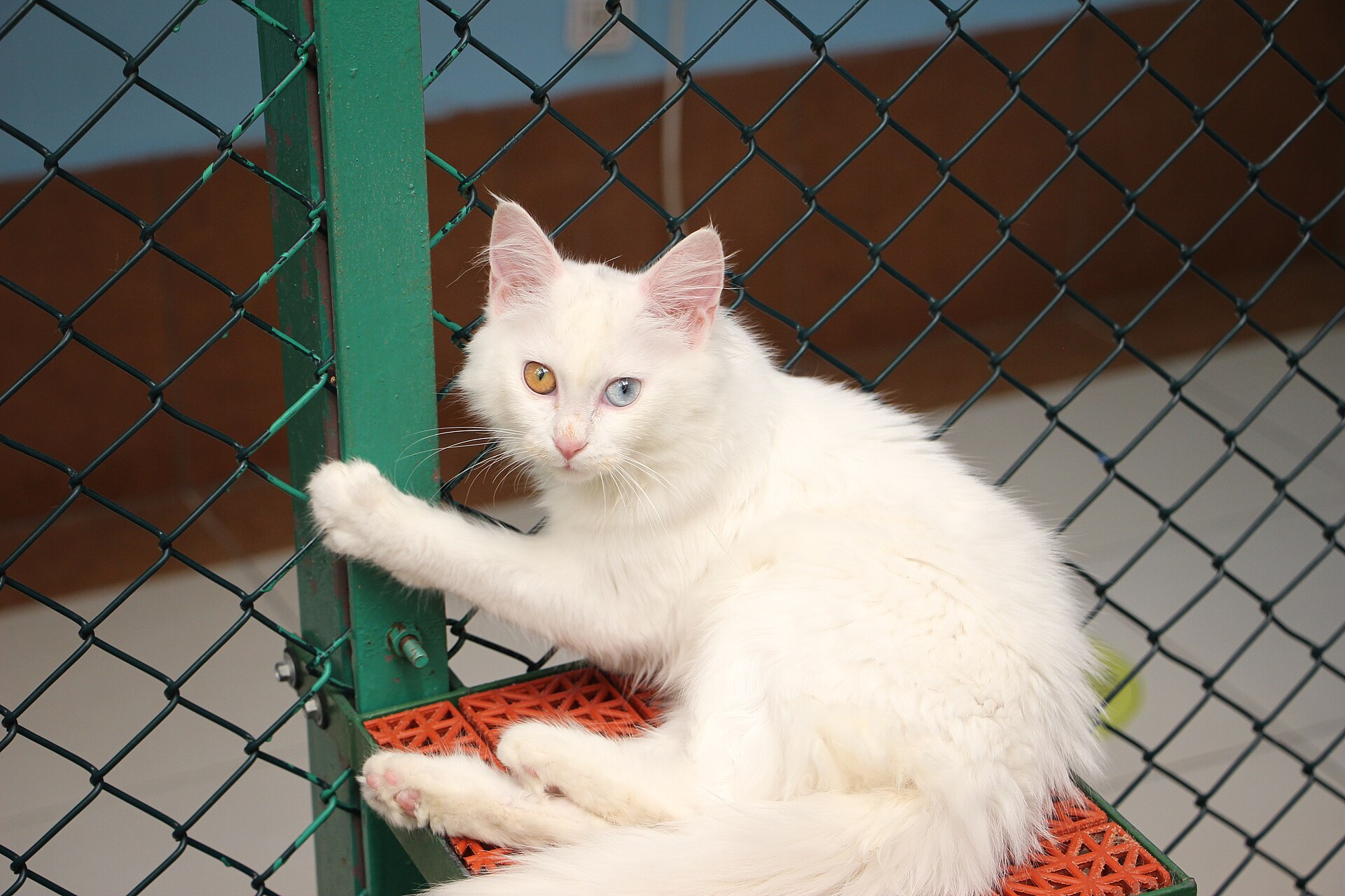 Van cats at the Van Cat House of the university veterinary faculty