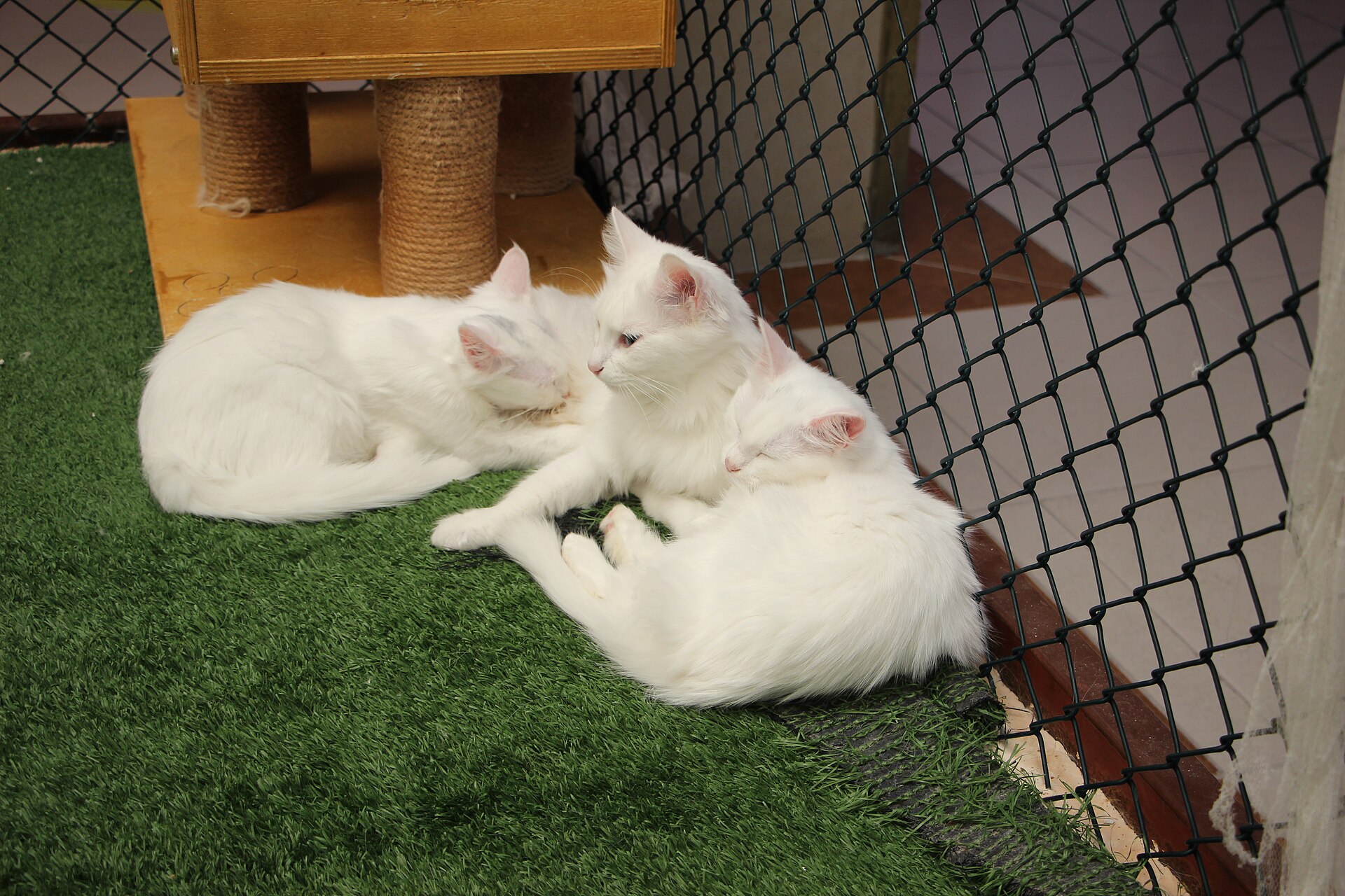 White Van cats in the enclosure of the university cat house