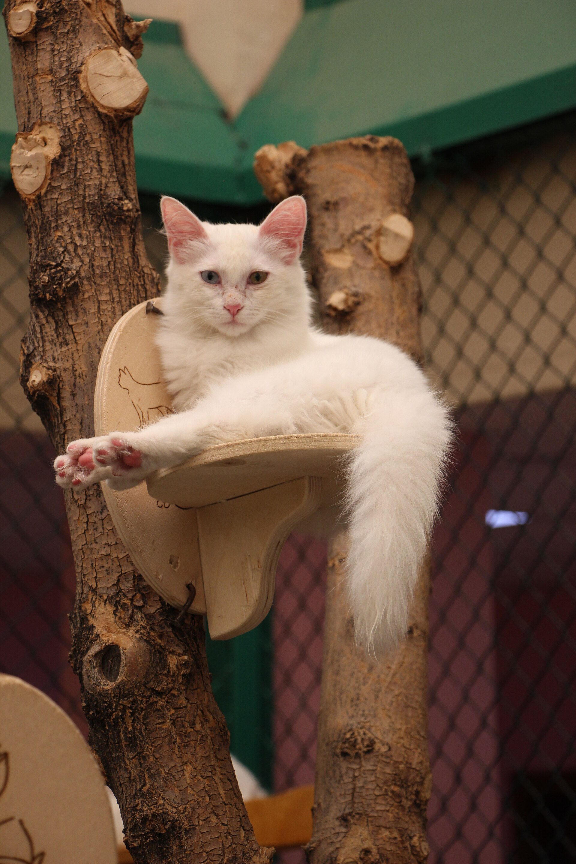 Van cats at the university cat house
