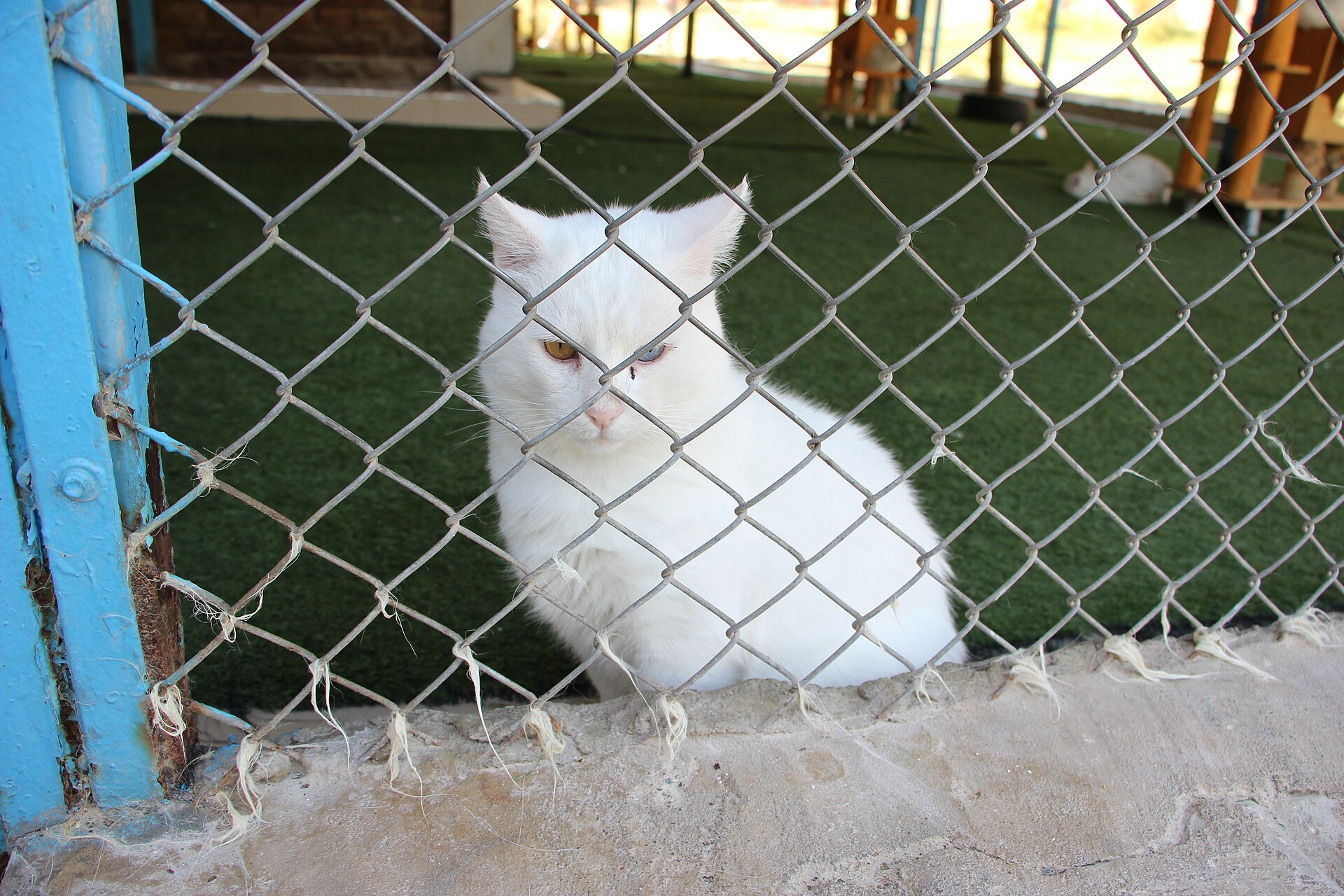 The Van cat house of the veterinary faculty