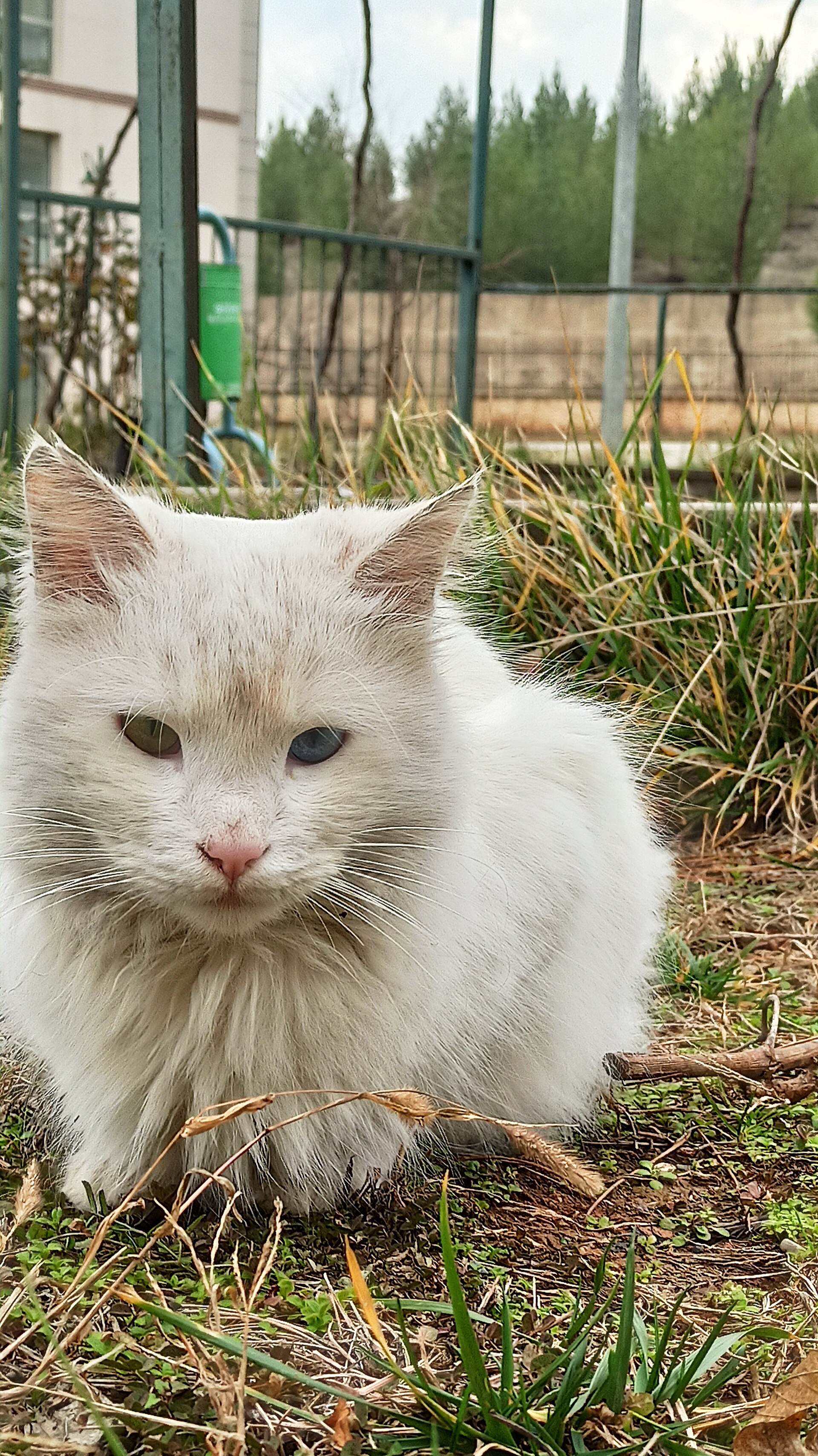 A Van cat, white with odd-coloured eyes, at the Van Cat House