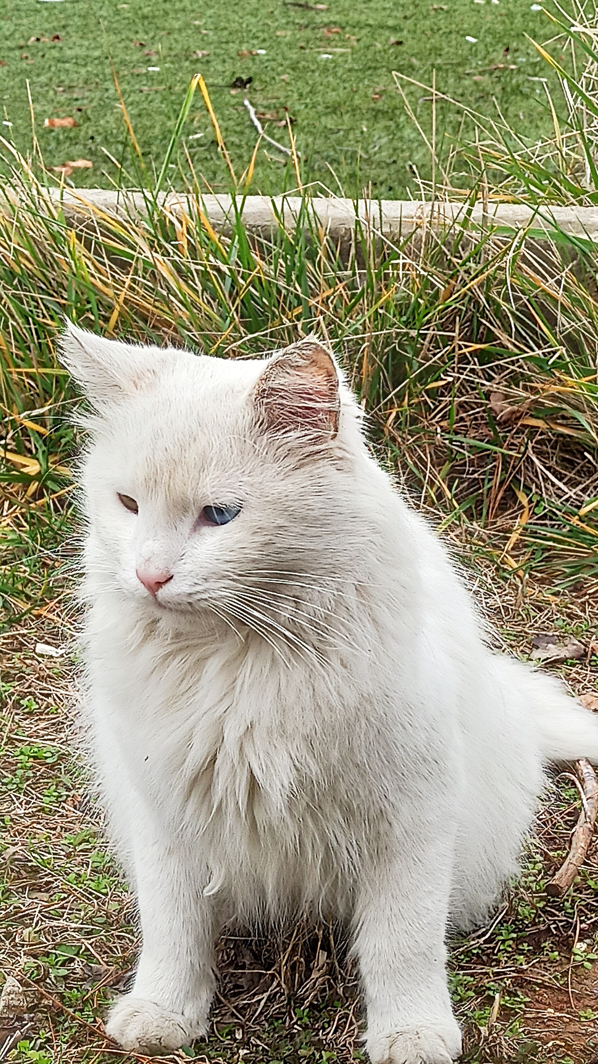 A white Van cat with one blue eye and one amber eye