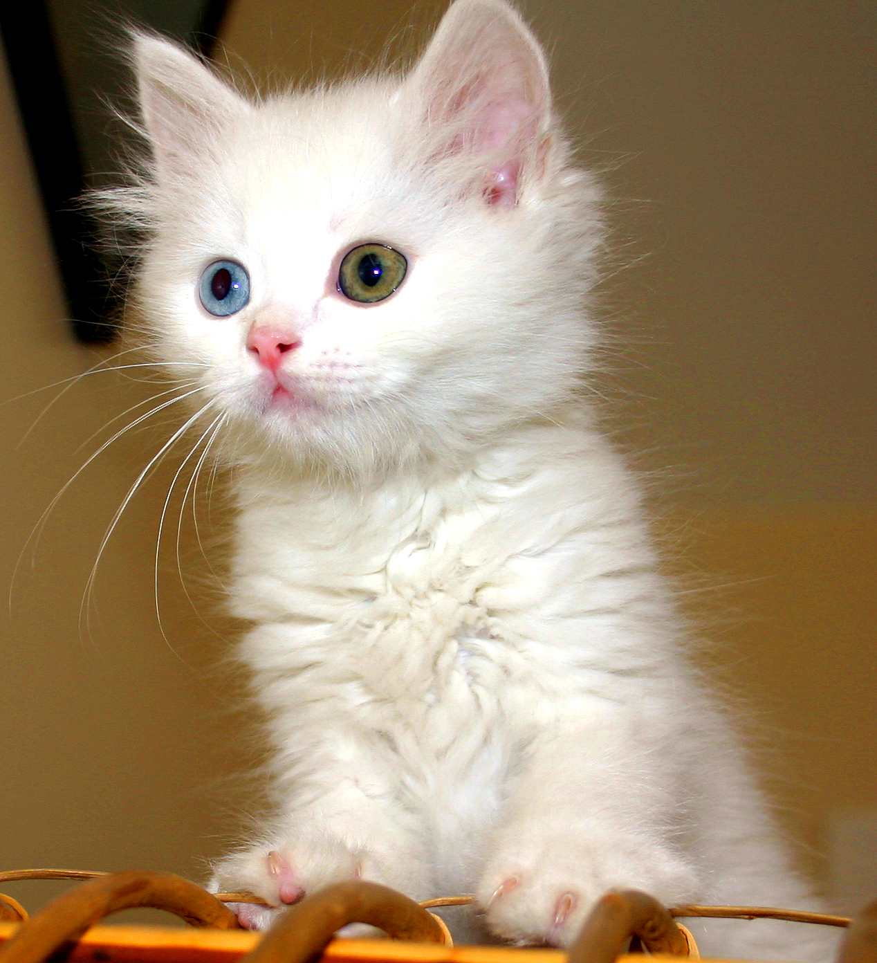 A Van kitten, white with odd eyes