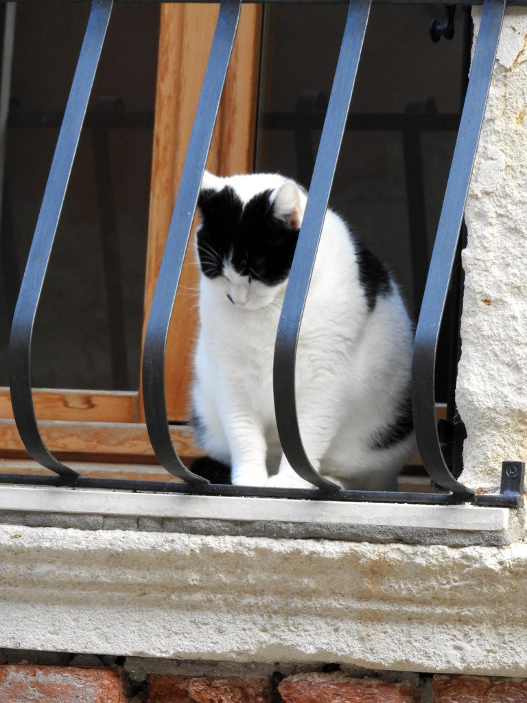 A cat in Venice