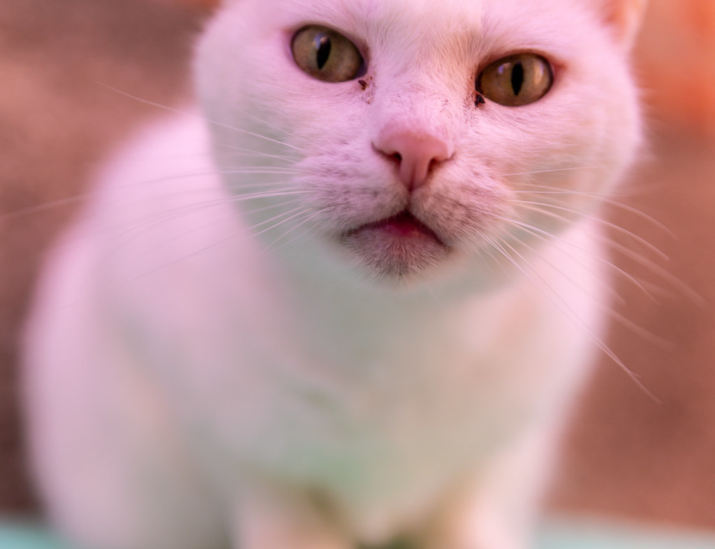 A white cat looking up at the camera in Venice