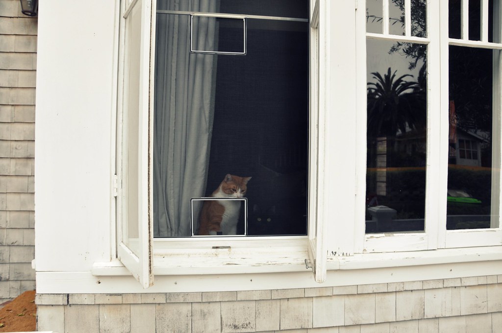 Cats in a Venetian courtyard