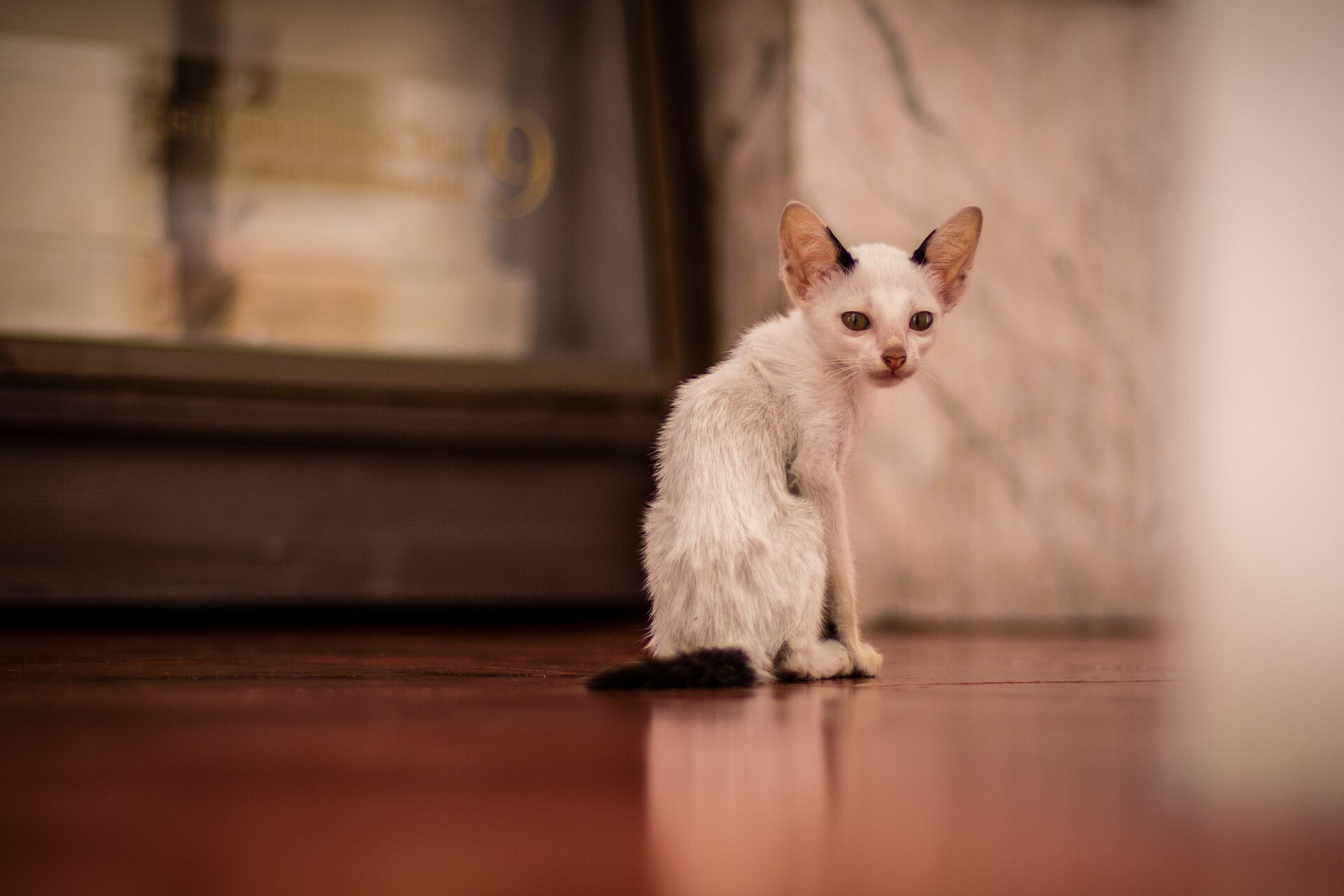 A cat sitting like an ascetic at a Buddhist temple