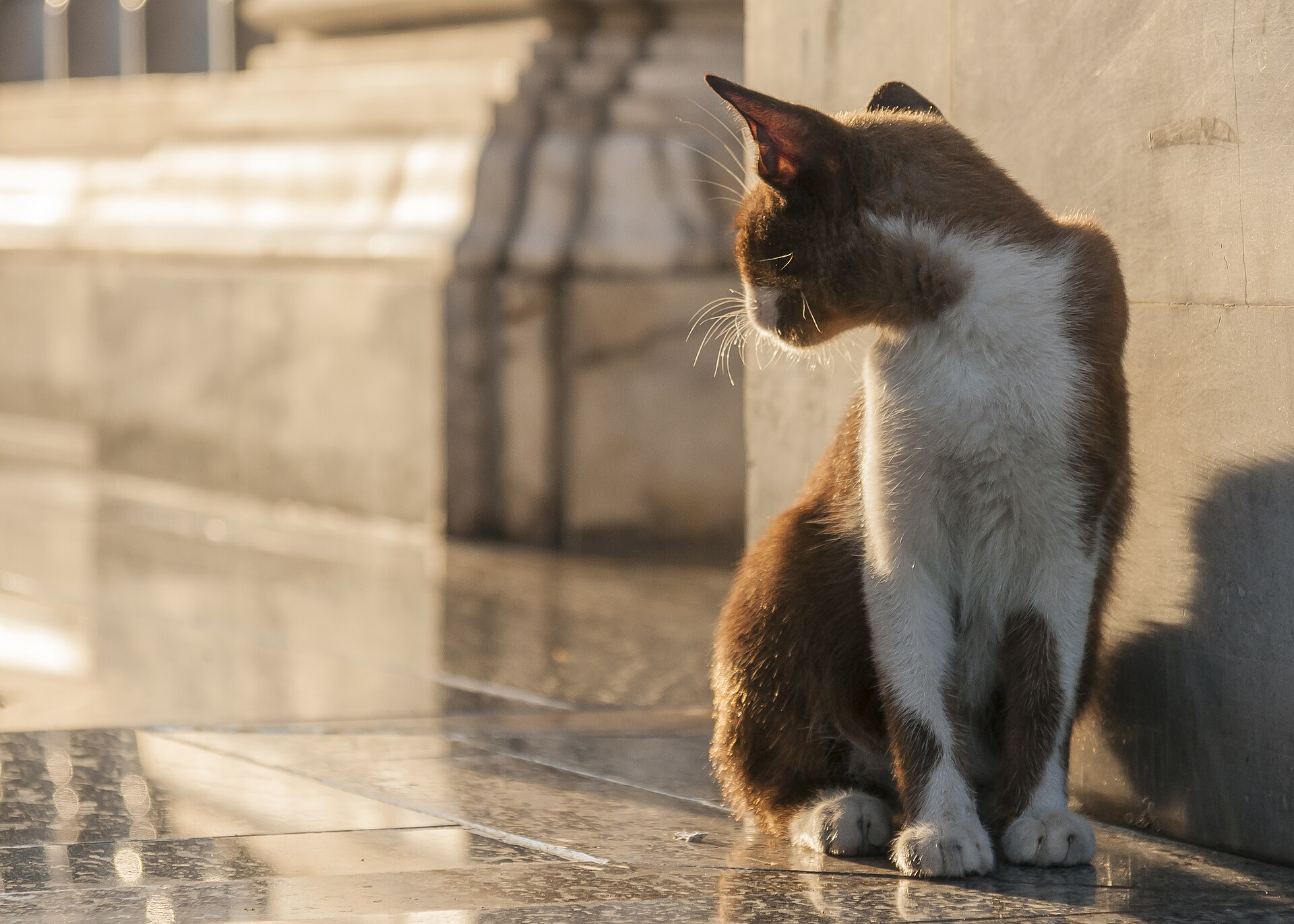 A stray cat in Wat Hua Lamphong, Bangkok