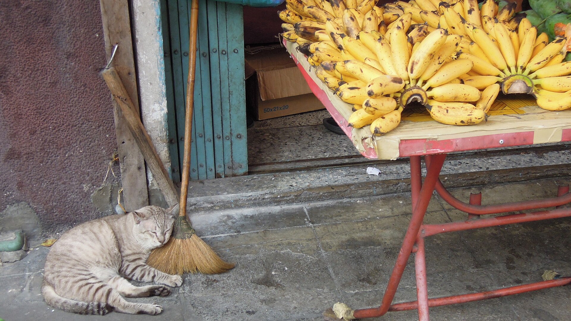 A cat asleep on the job in Banglamphu, Bangkok