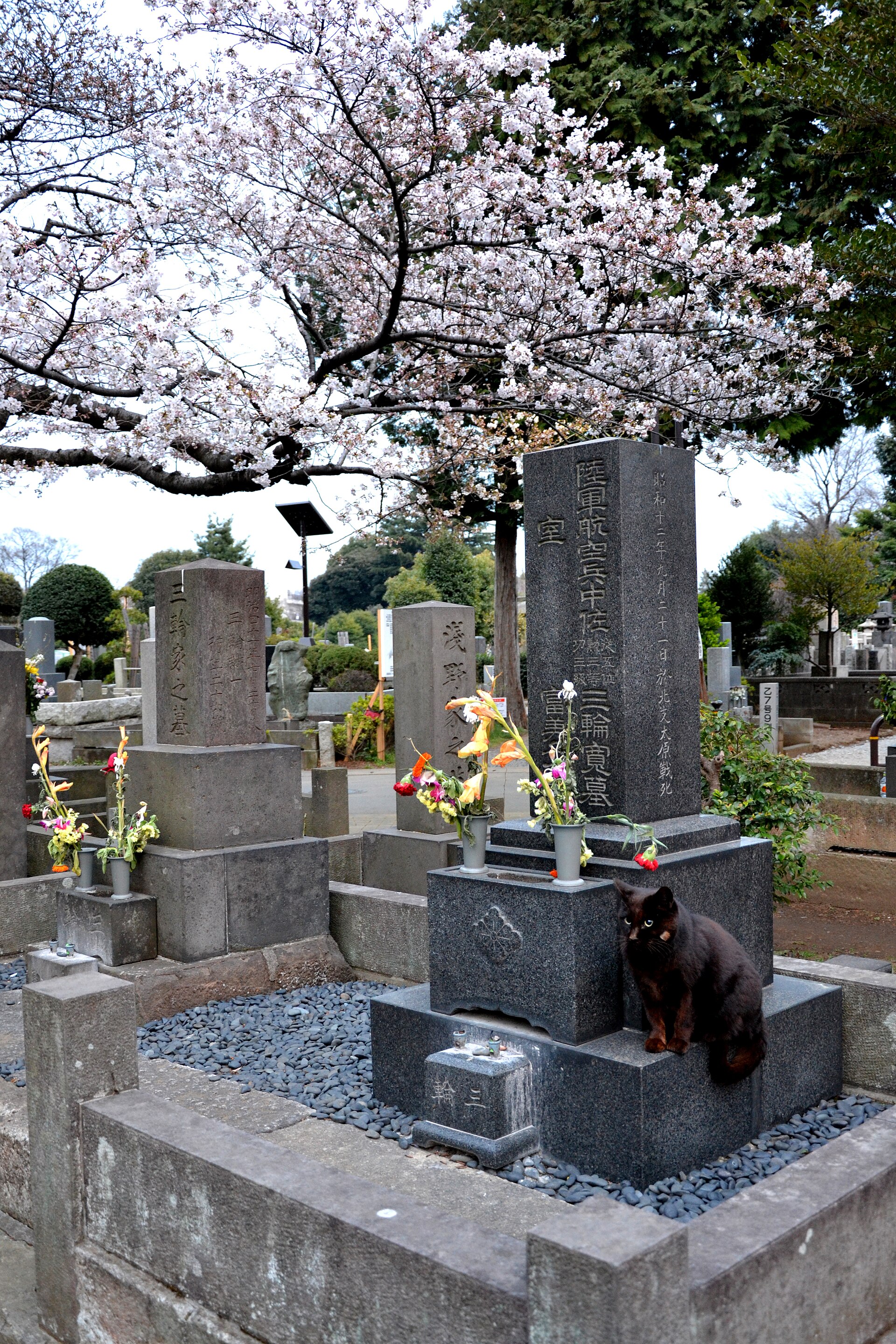 A cat sitting on a grave in Yanaka Cemetery, gravestones behind it