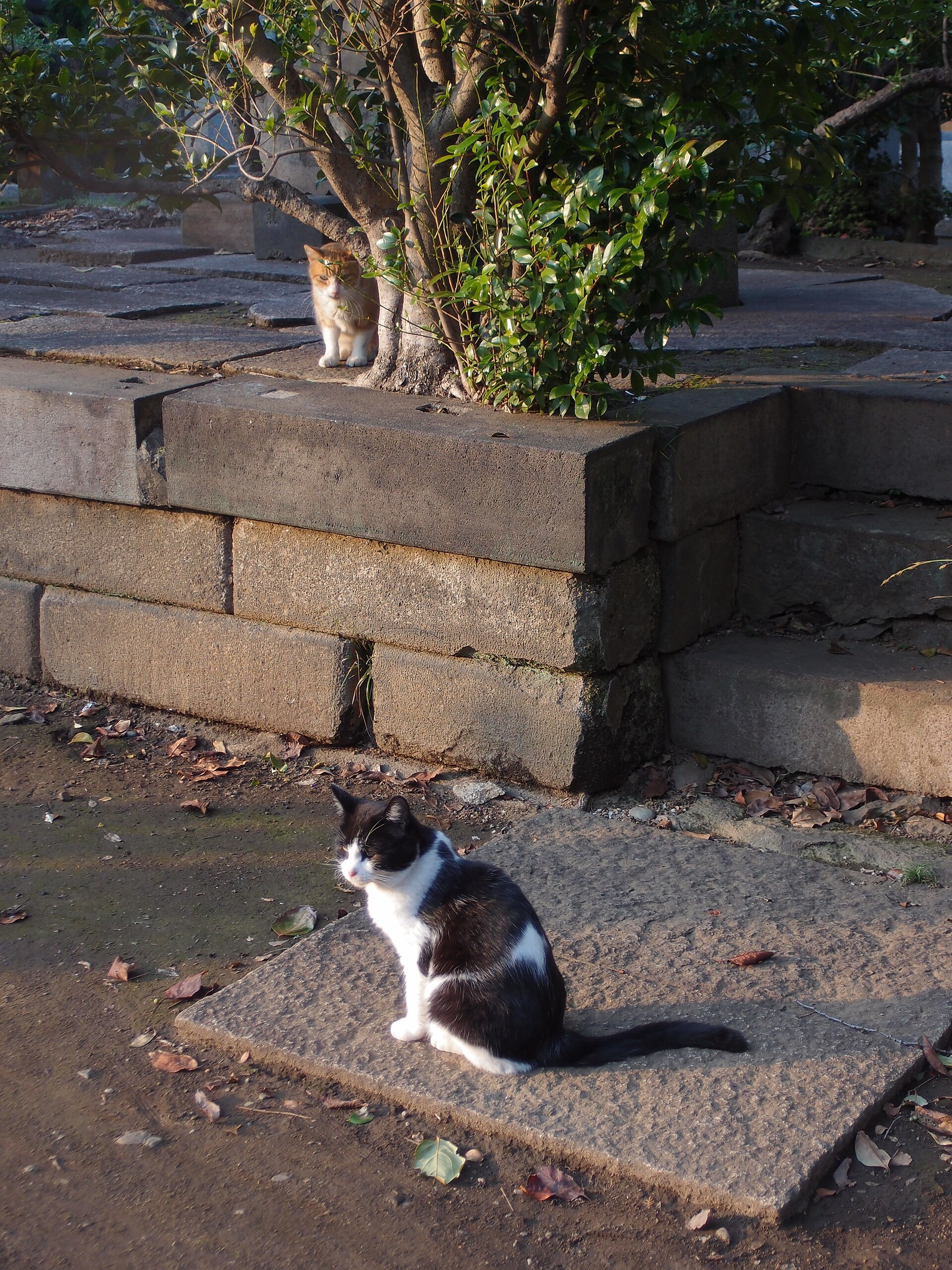 A cat in Yanaka Cemetery, Tokyo, between gravestones