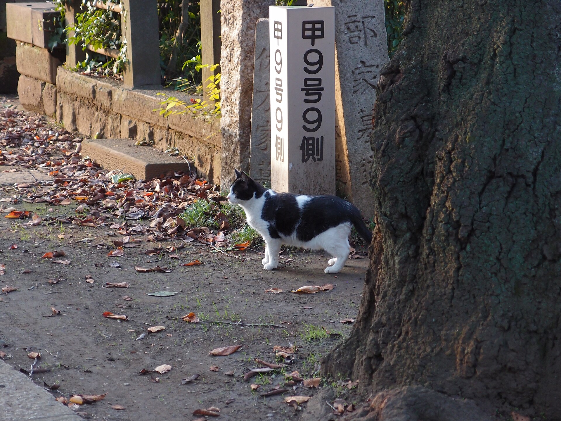 A cat sitting among gravestones in Yanaka Cemetery