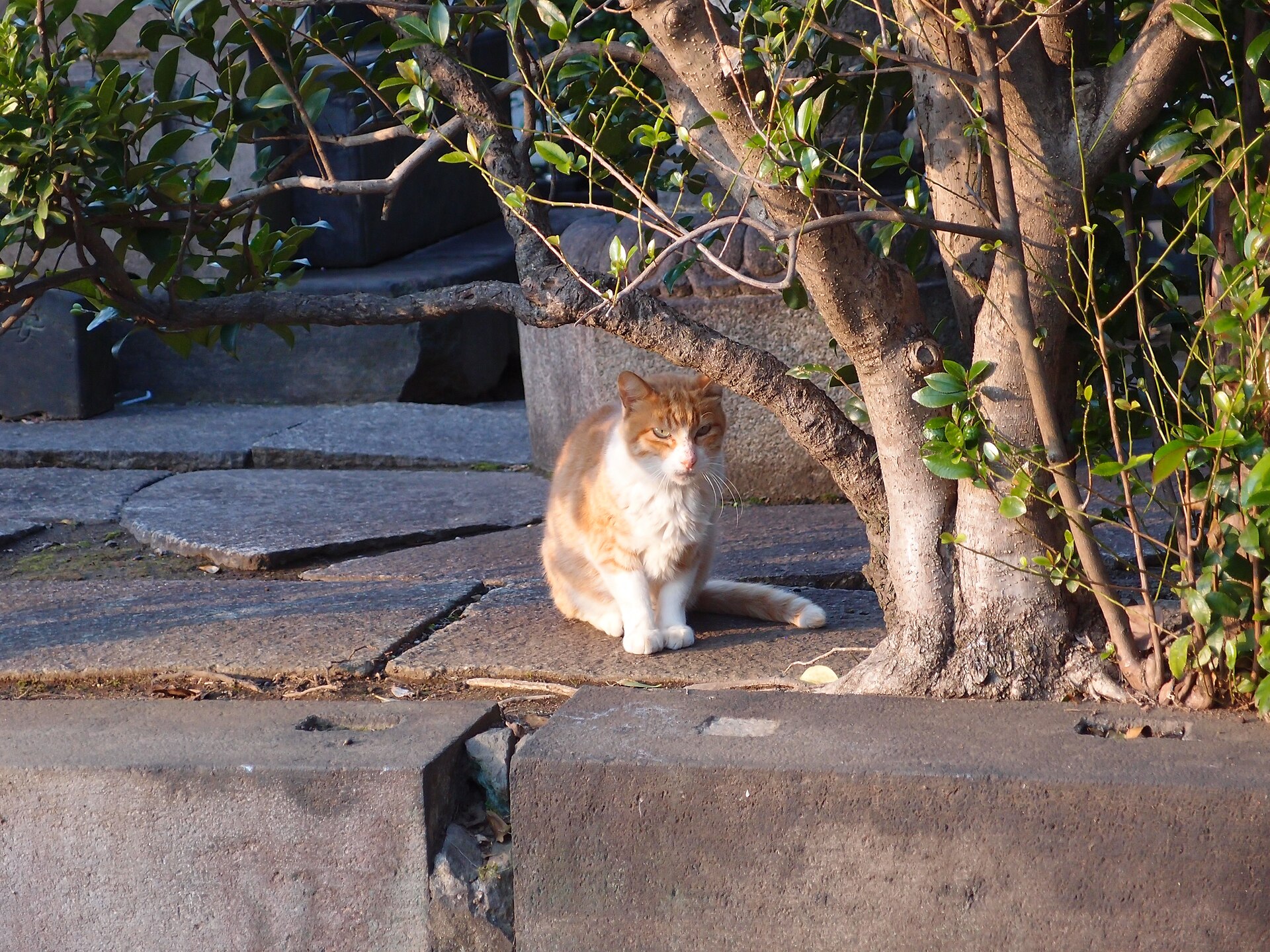 A cat on the path in Yanaka Cemetery, Tokyo