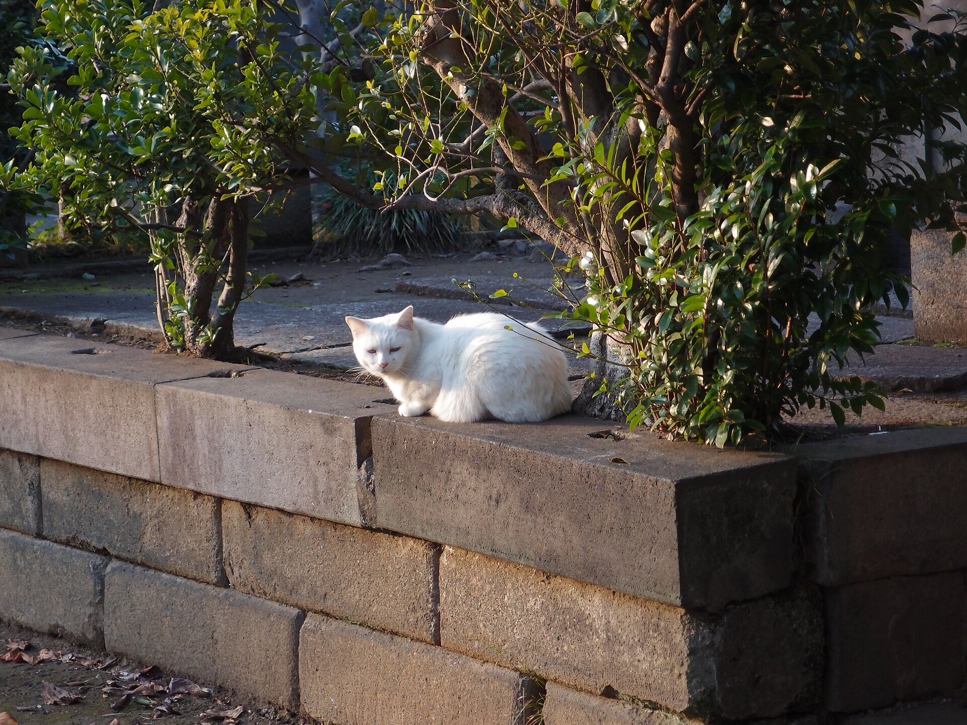 A cat resting on a stone in Yanaka Cemetery