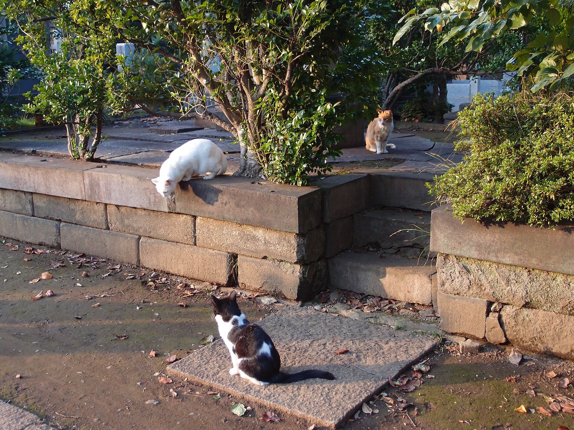 Two cats together in Yanaka Cemetery